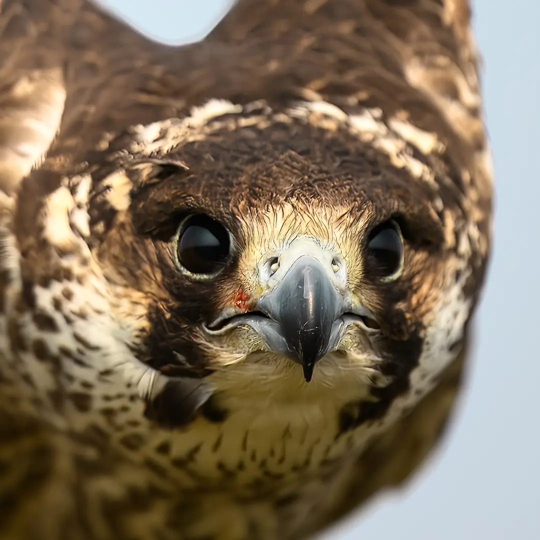 Image of an animal